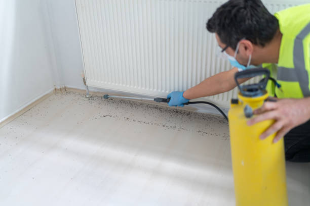 Flea Control Services in Whetstone, AZ