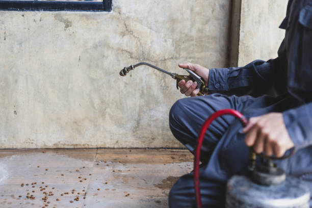 Best Pest Prevention Services  in Whetstone, AZ